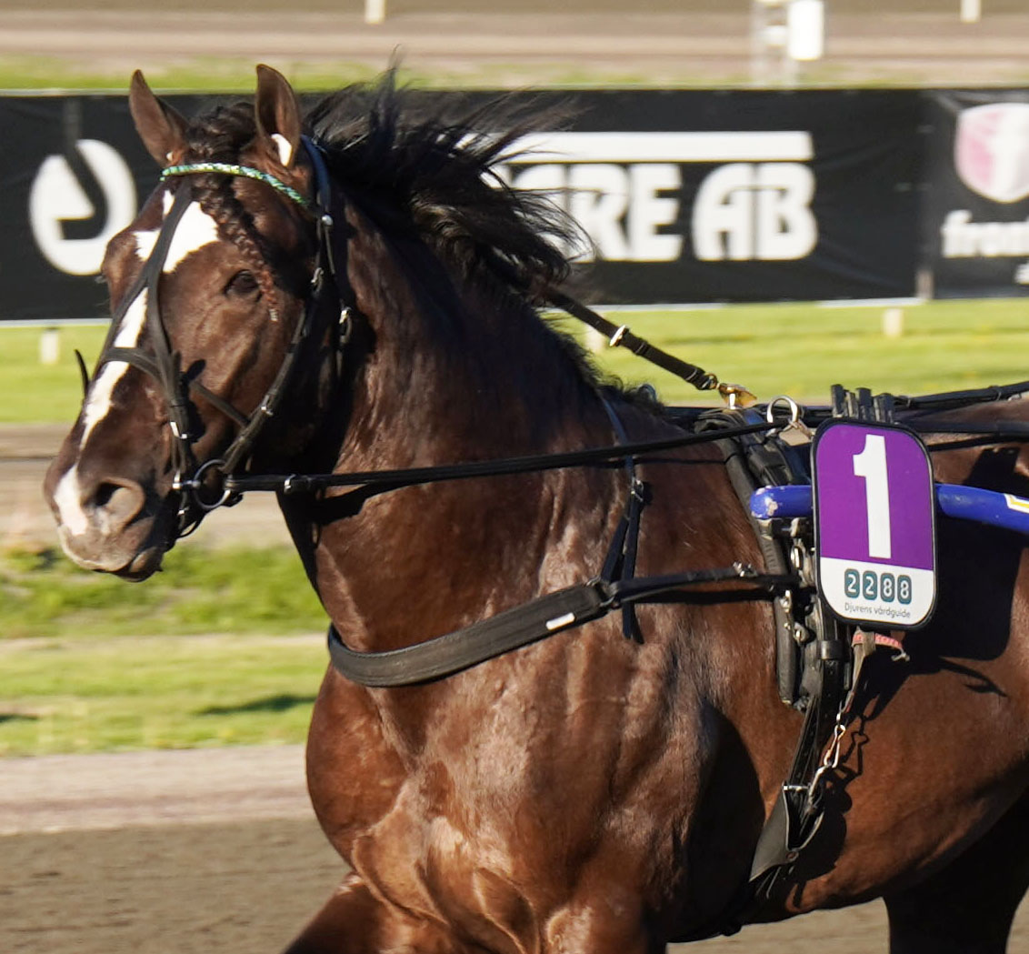 Granbarksborren 250528-6